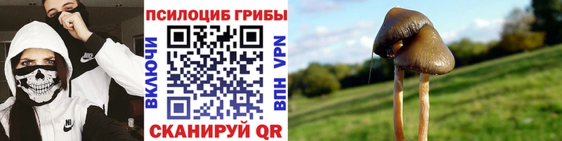 дарк нет клад  Дегтярск  Псилоцибиновые грибы Magic Shrooms 